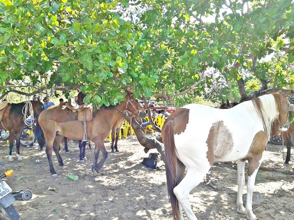4ª Corrida de cavalos na localidade Perdiz - Imagem 32