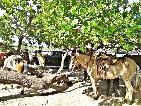 4ª Corrida de cavalos na localidade Perdiz - Imagem 30