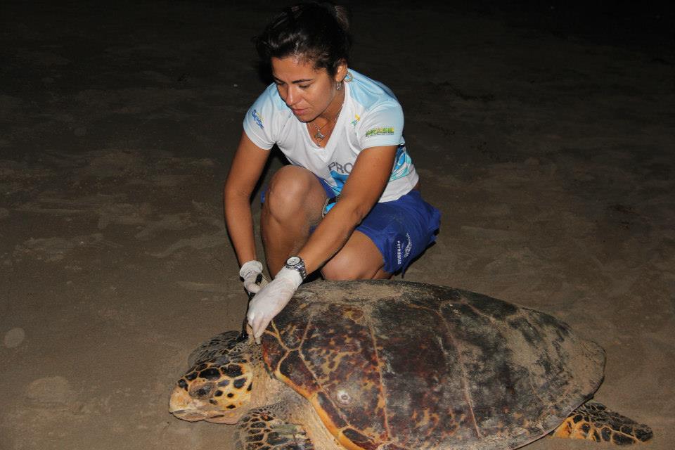 Tem início temporada de desova de tartaruga marinha no litoral piauiense