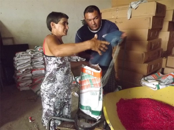 Prefeitura distribuiu sementes selecionadas para agricultores de Caxingó  - Imagem 5