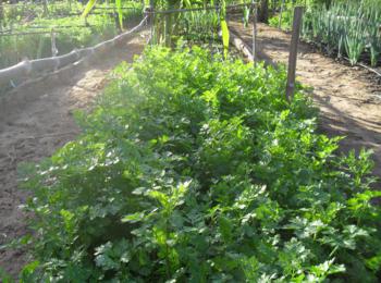 Projeto incentivado pelo EMATER de Elesbão Veloso é uma realidade  