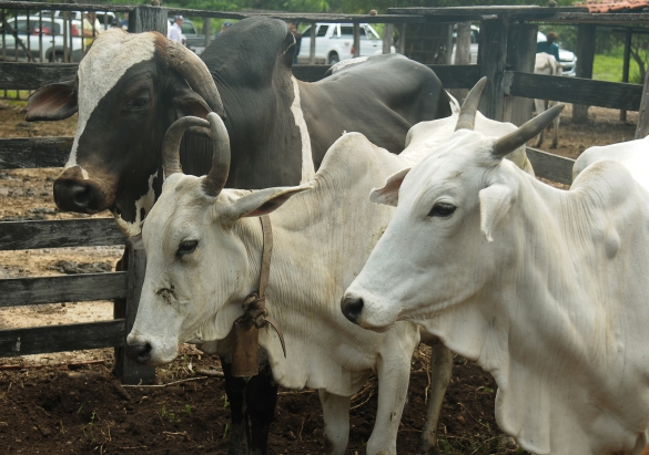 Atenção Criador: Vacinação contra a aftosa segue até o dia 28