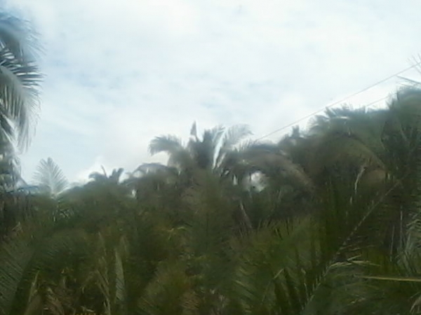 Presidente da Assocaiação de moradores da Lagoa do Canto e adjacentes  afirma que as comunidades irão organizar protesto contra a Eletrobras - Imagem 8