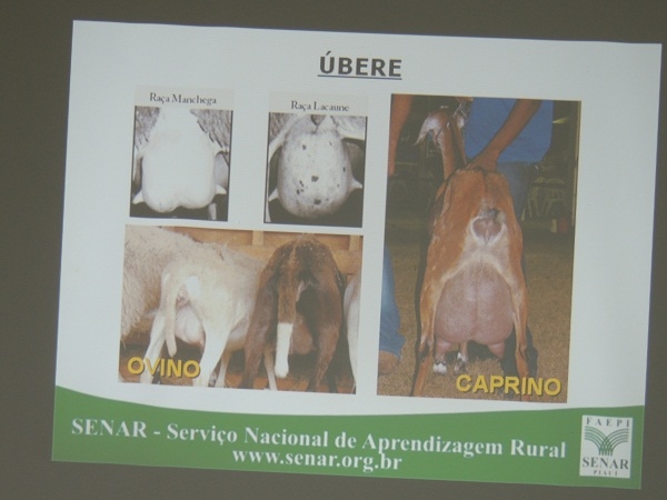                Criadores de ovinos e caprinos são beneficiados com curso do SENAR - Imagem 9