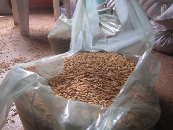 Sementes são entregues aos agricultores do município de Miguel Alves   - Imagem 1