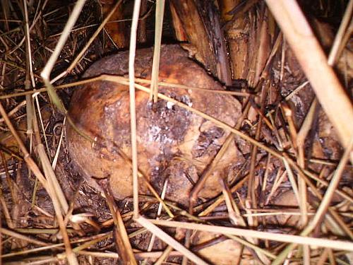 Crânio humano é encontrado em localidade de Piracuruca e intriga as autoridades