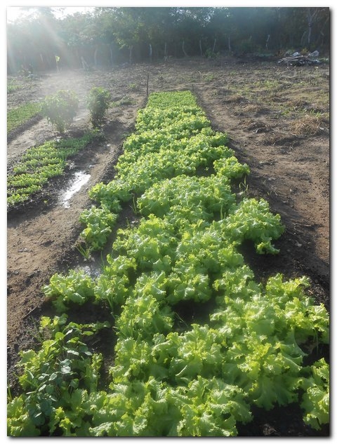 Horta Comunitária de Inhuma recebe incentivo da agricultura familiar - Imagem 6