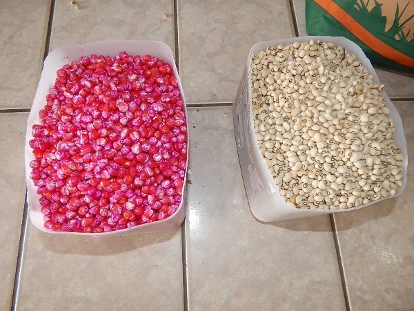 Agricultores de Lagoinha recebem sementes Milho e Feijão - Imagem 3