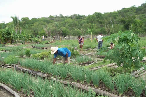 Assentamento Mororó recebe incentivo da Secretaria de Agricultura de Porto - Imagem 4