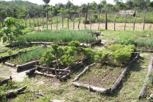 Assentamento Mororó recebe incentivo da Secretaria de Agricultura de Porto - Imagem 18