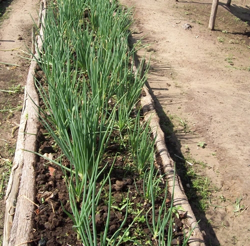 Assentamento Mororó recebe incentivo da Secretaria de Agricultura de Porto - Imagem 17