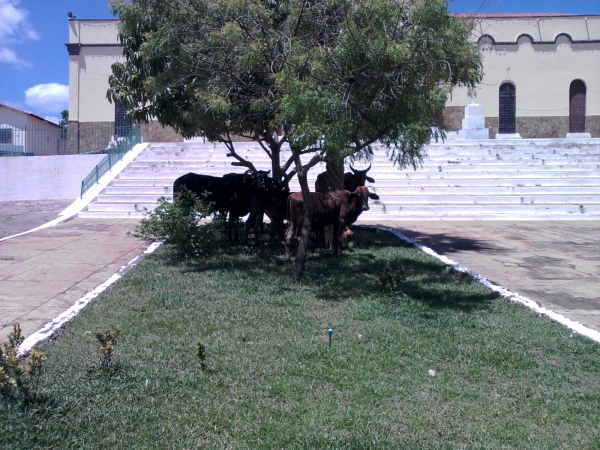 Animais soltos em plena Praça Santa Teresinha podem causar transtornos e prejuízos  - Imagem 1