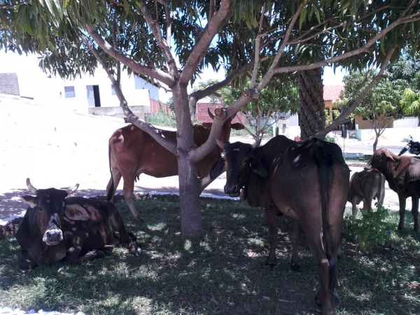 Animais soltos em plena Praça Santa Teresinha podem causar transtornos e prejuízos  - Imagem 4