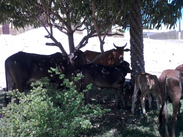 Animais soltos em plena Praça Santa Teresinha podem causar transtornos e prejuízos  - Imagem 3