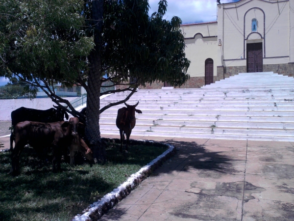 Animais soltos em plena Praça Santa Teresinha podem causar transtornos e prejuízos  - Imagem 2