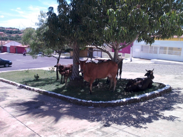 Animais soltos em plena Praça Santa Teresinha podem causar transtornos e prejuízos  - Imagem 6