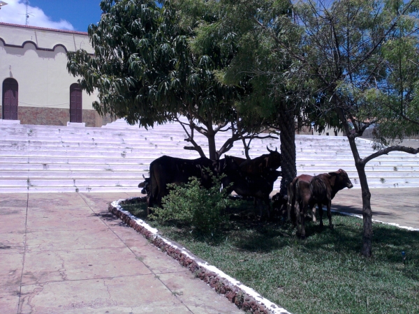Animais soltos em plena Praça Santa Teresinha podem causar transtornos e prejuízos  - Imagem 5