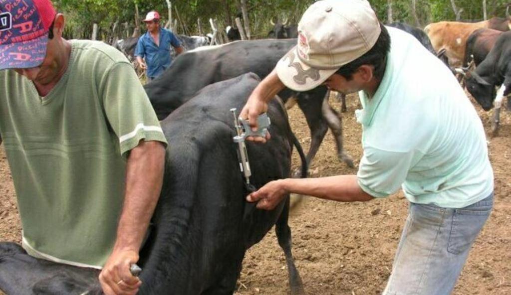 Certificação de rebanho vacinado contra a Febre Aftosa termina próximo dia 15 de fevereiro