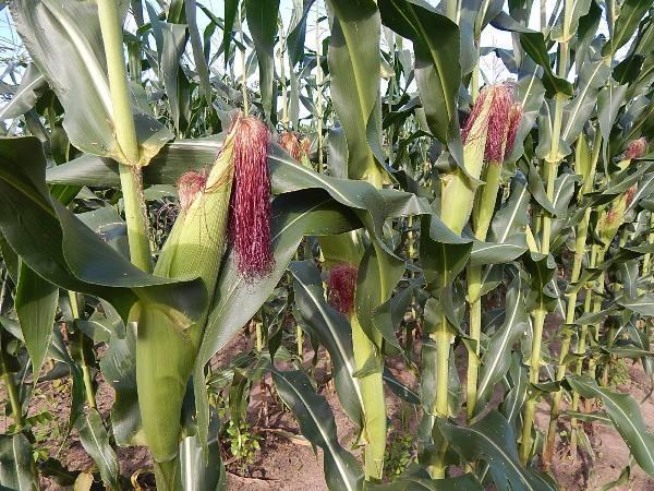 Kit de Irrigação trás benefícios para a população de Lagoinha  - Imagem 15