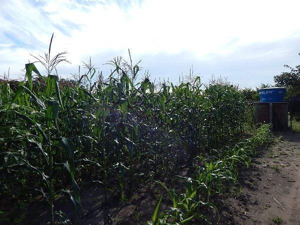 Kit de Irrigação trás benefícios para a população de Lagoinha  - Imagem 10