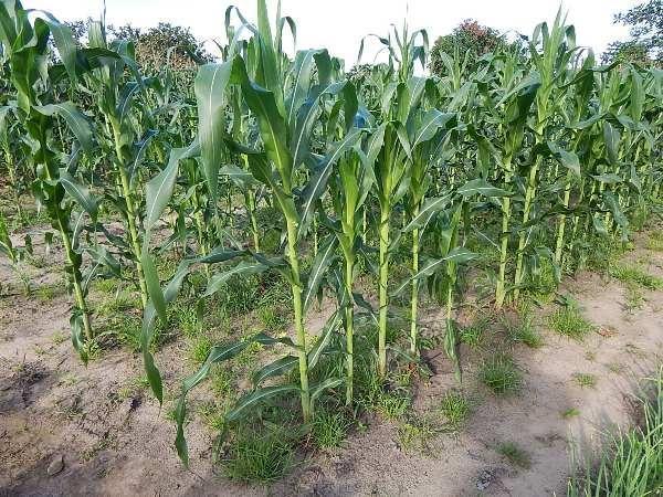 Kit de Irrigação trás benefícios para a população de Lagoinha  - Imagem 16