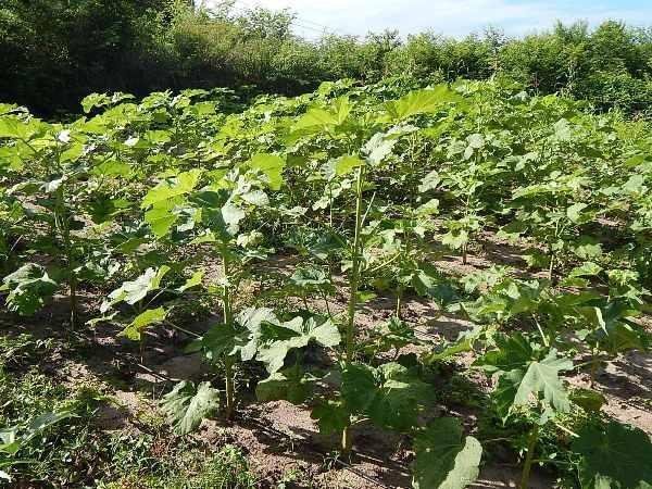 Kit de Irrigação trás benefícios para a população de Lagoinha  - Imagem 9