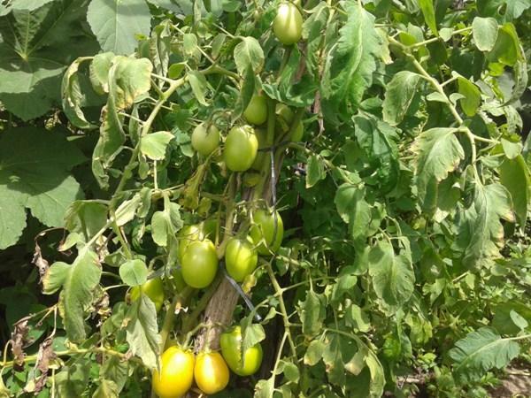 Kit de Irrigação trás benefícios para a população de Lagoinha 