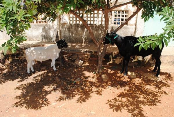 Programa Inclusão e Desenvolvimento chega ao povoado Lapa - Imagem 12