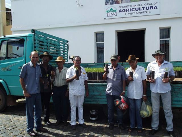 Produtores oeirenses recebem mudas para implantação de banco de proteínas