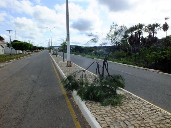 Vândalos quebram galhos de árvores em Dom Expedito Lopes (PI) - Imagem 3