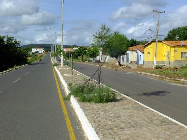 Vândalos quebram galhos de árvores em Dom Expedito Lopes (PI) - Imagem 7