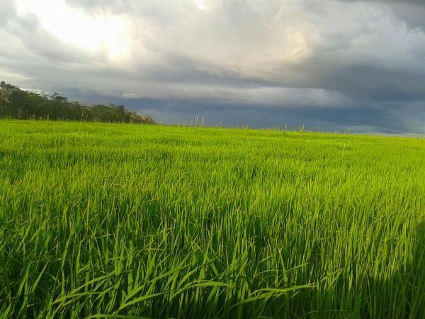 Agropecuária Barras se prepara para safra recorde. - Imagem 4