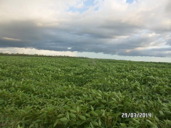 Agropecuária Barras se prepara para safra recorde. - Imagem 1