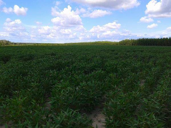 Agropecuária Barras se prepara para safra recorde. - Imagem 12