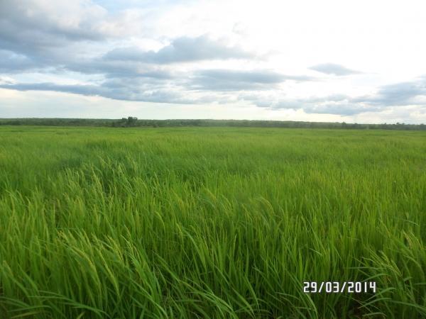 Agropecuária Barras se prepara para safra recorde. - Imagem 2