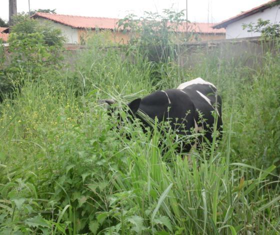 Parte de muro de escola e garagem municipal estão no chão há mais de 4 meses - Imagem 10