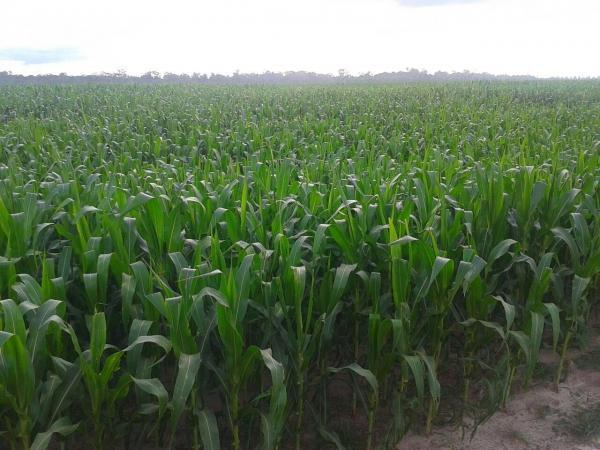 Agropecuária Barras se prepara para safra recorde. - Imagem 7