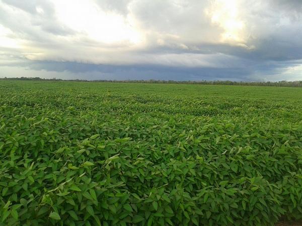 Agropecuária Barras se prepara para safra recorde. - Imagem 5