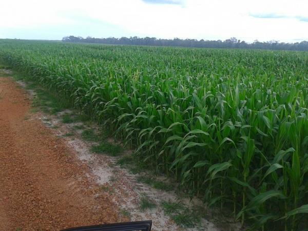 Agropecuária Barras se prepara para safra recorde. - Imagem 6