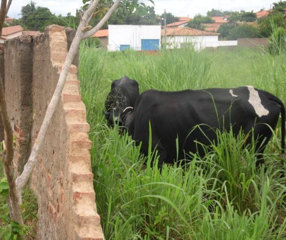 Parte de muro de escola e garagem municipal estão no chão há mais de 4 meses - Imagem 11