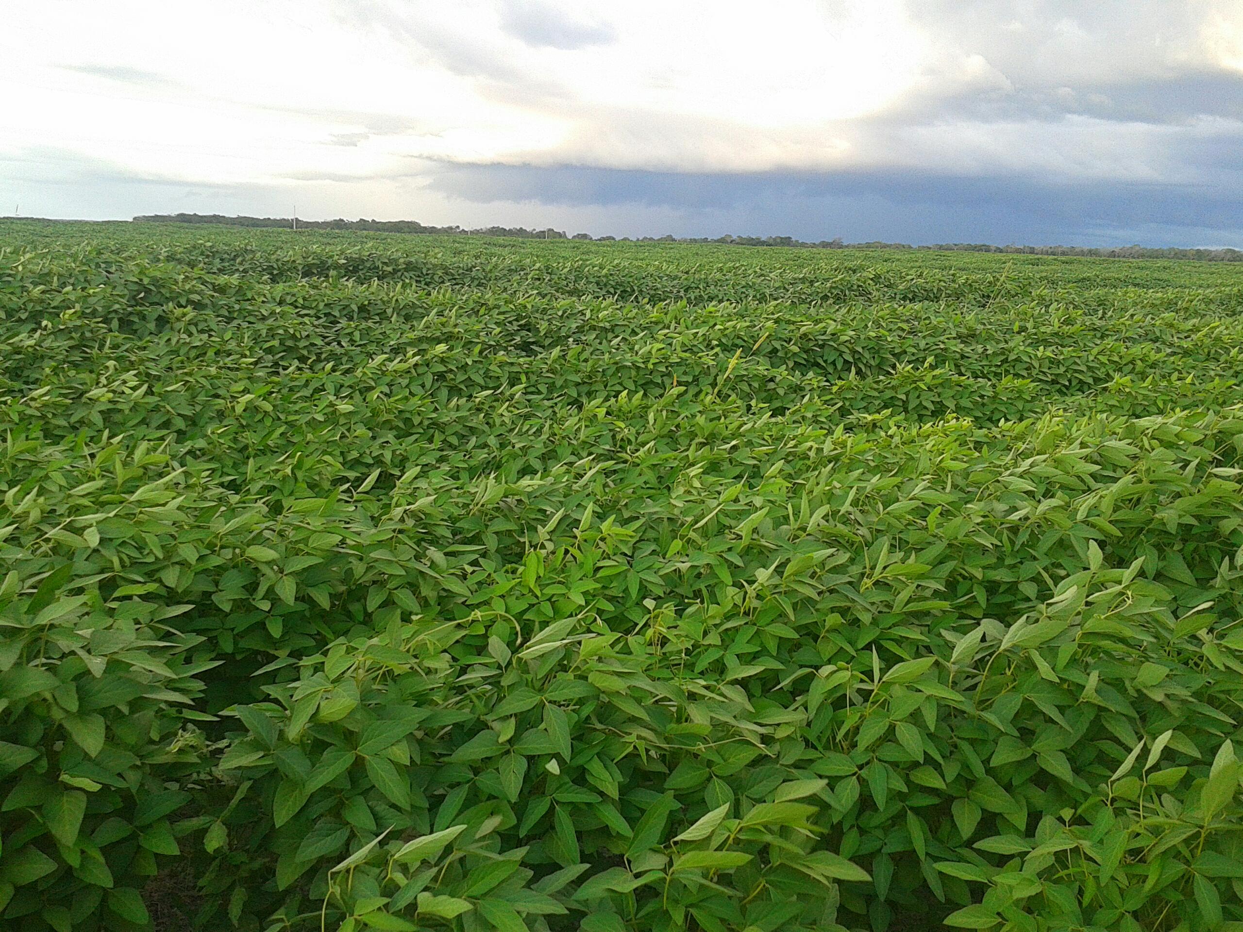 Agropecuária Barras se prepara para safra recorde.