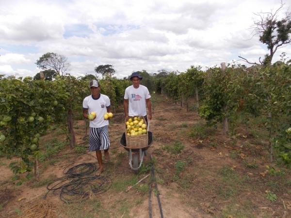 Maracujá garante renda aos produtores do Assentamento Malhada Grande - Imagem 7