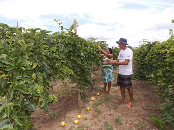 Maracujá garante renda aos produtores do Assentamento Malhada Grande - Imagem 5