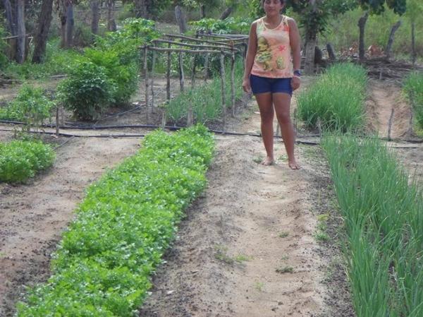 Empreendedorismo: Famílias lucram como cultivo de hortaliças na zona rural de Batalhaâ€ - Imagem 3