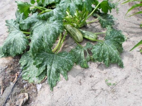 Empreendedorismo: Famílias lucram como cultivo de hortaliças na zona rural de Batalhaâ€ - Imagem 17