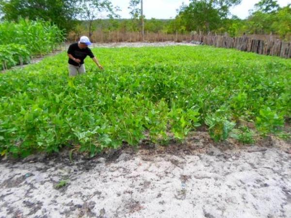 Empreendedorismo: Famílias lucram como cultivo de hortaliças na zona rural de Batalhaâ€ - Imagem 13