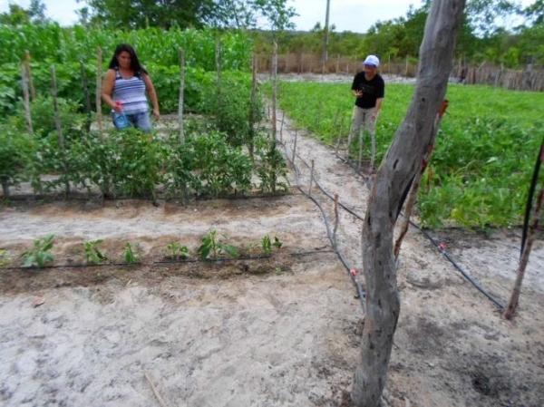 Empreendedorismo: Famílias lucram como cultivo de hortaliças na zona rural de Batalhaâ€ - Imagem 14