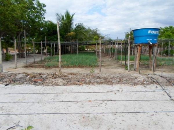 Empreendedorismo: Famílias lucram como cultivo de hortaliças na zona rural de Batalhaâ€ - Imagem 9
