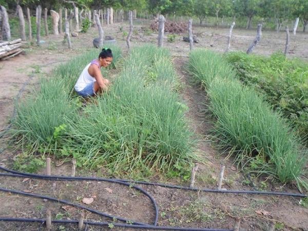 Empreendedorismo: Famílias lucram como cultivo de hortaliças na zona rural de Batalhaâ€ - Imagem 4