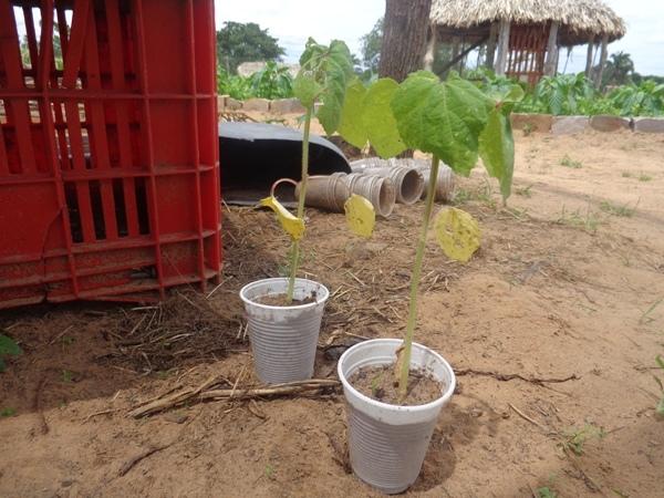 Dedé Marinho  apoia projeto de Produção Agroecológica Integrada e Sustentável  - Imagem 12